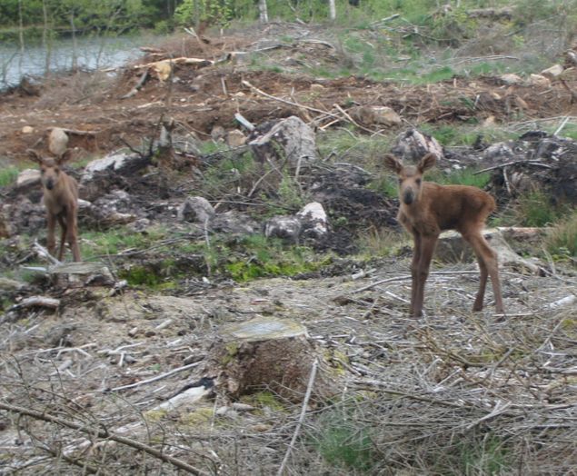 Dessa två sötnosar träffade vi på i torsdags kväll 17 maj när vi var o planterade lärkplantor. Mamma älg stod en bit bort o kallade på sina små.